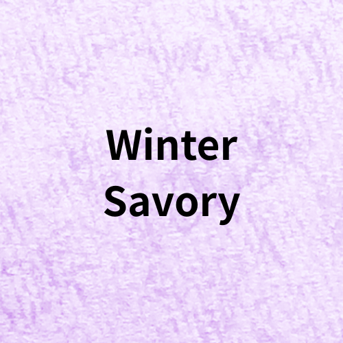 Winter Savory Quiz(Essential Oil)＠botanical-study.com