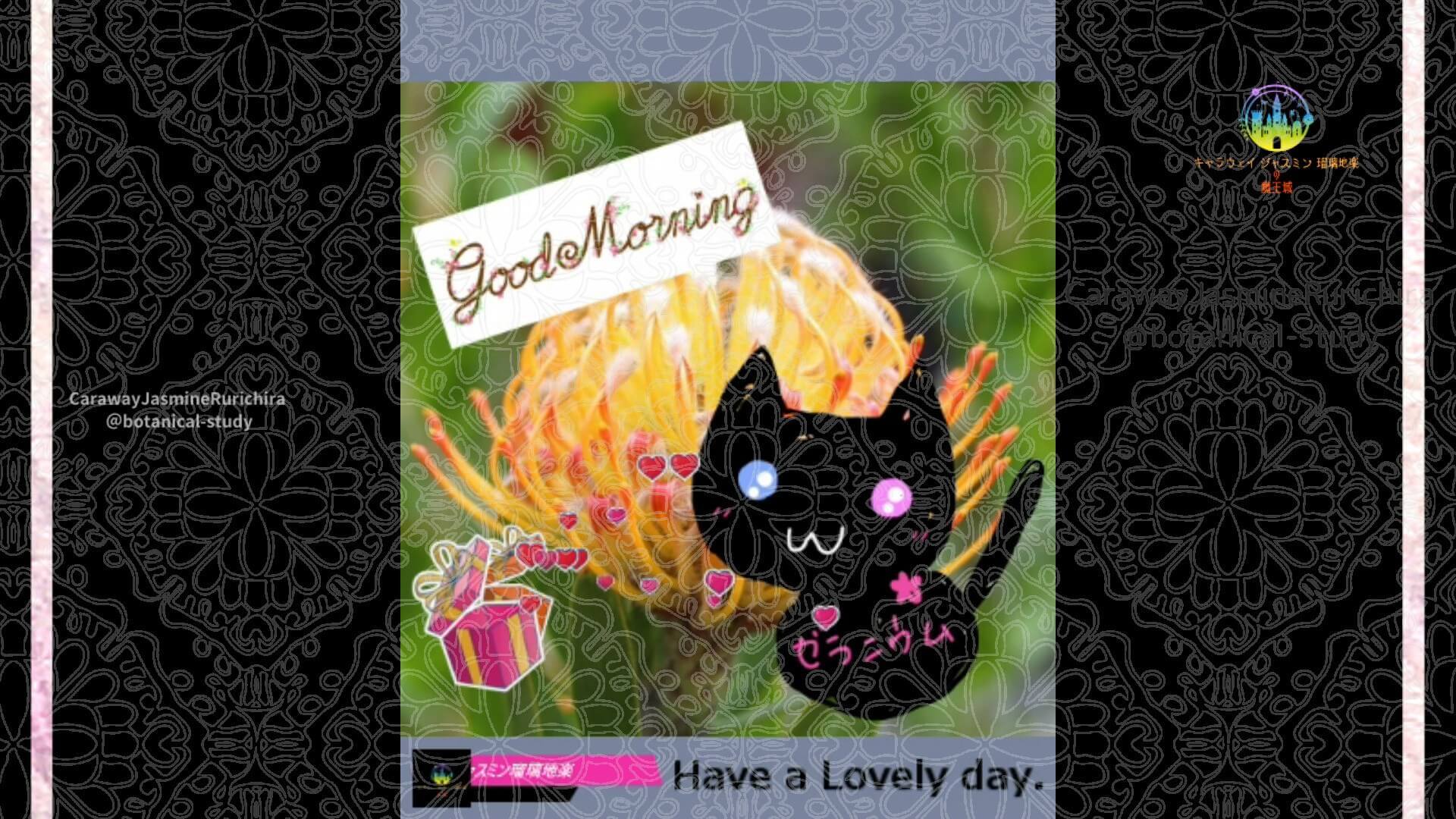 8月15日誕生花ピンクッションby Cジャスミン瑠璃地楽 | botanical-study.com