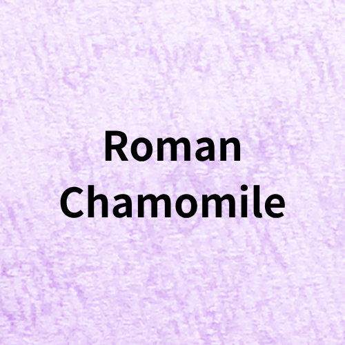 Roman Chamomile Quiz＠botanical-study.com