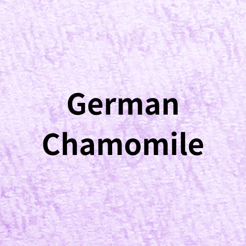 German Chamomile Quiz＠botanical-study.com