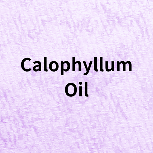 Calendula Oil Quiz＠botanical-study.com