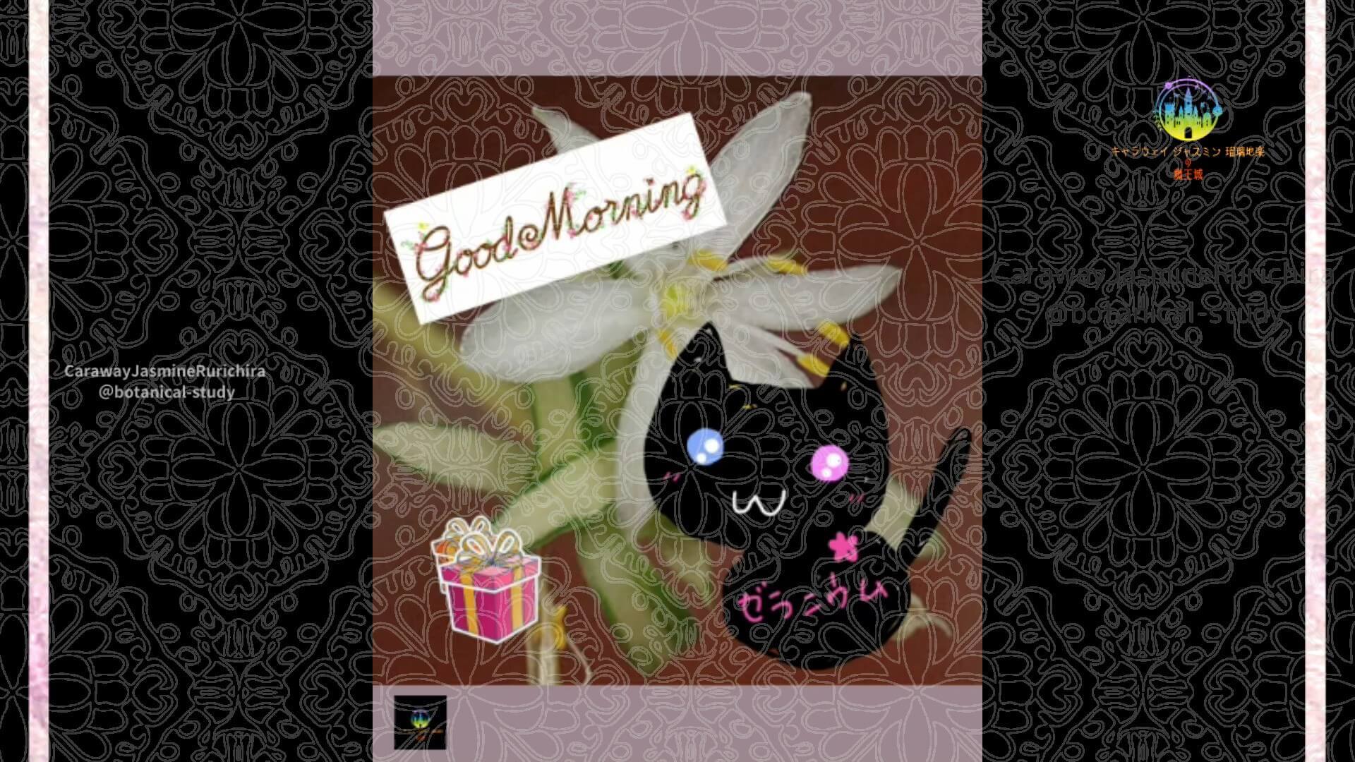 9月16日誕生花オリヅルランby Cジャスミン瑠璃地楽 | botanical-study.com