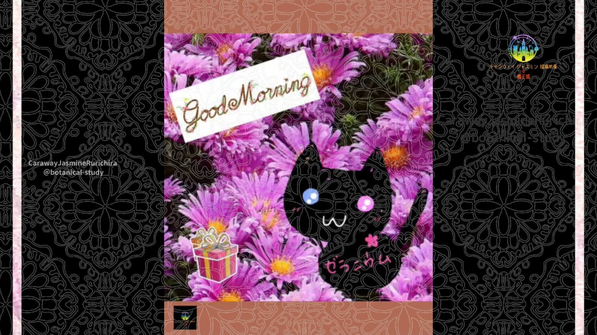 9月18日誕生花クジャクアスターby Cジャスミン瑠璃地楽 | botanical-study.com