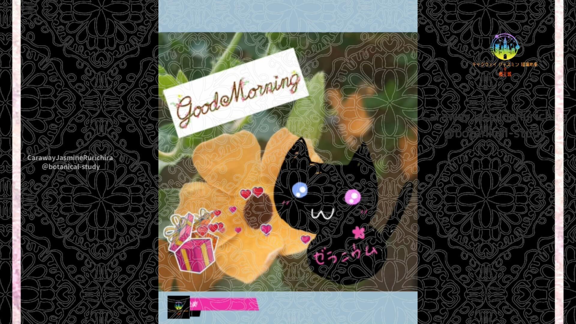 9月29日誕生花ツンベルギアby Cジャスミン瑠璃地楽 | botanical-study.com