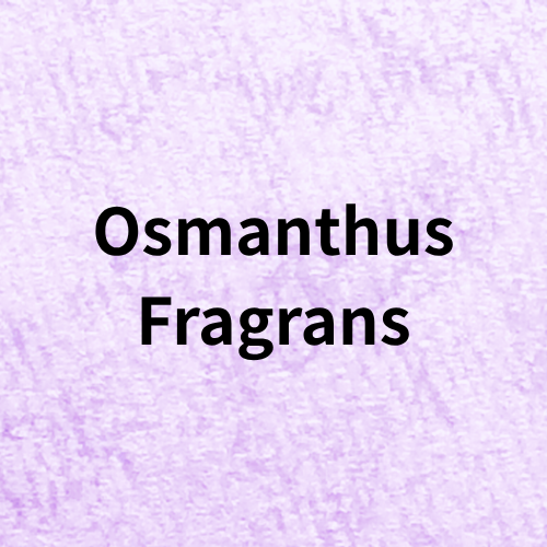 Osmanthus Fragrans Quiz(Essential Oil・Herb)＠botanical-study.com