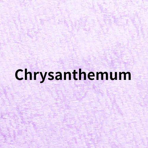 Chrysanthemum Quiz＠botanical-study.com
