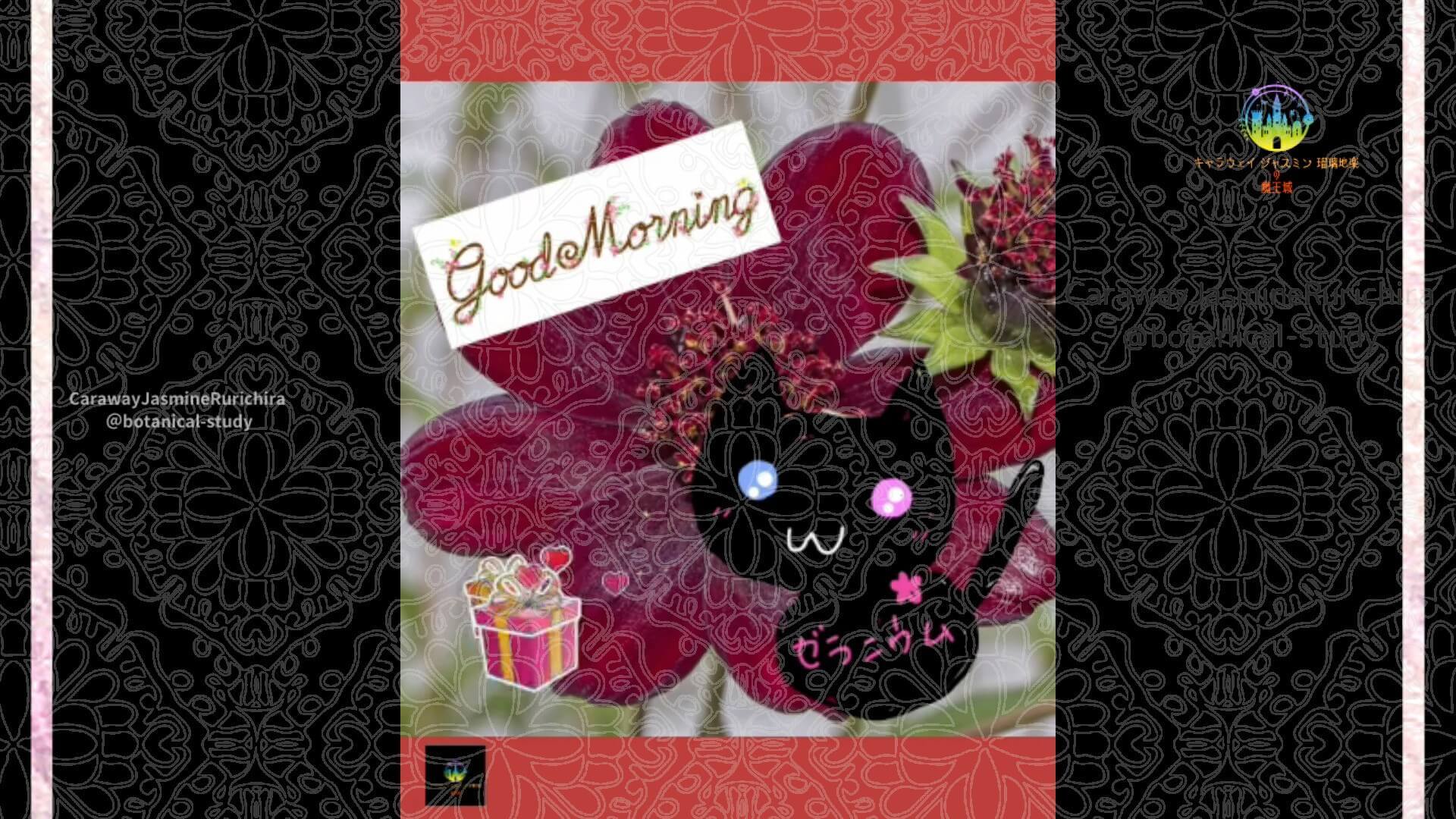 10月27日誕生花チョコレートコスモスby Cジャスミン瑠璃地楽 | botanical-study.com