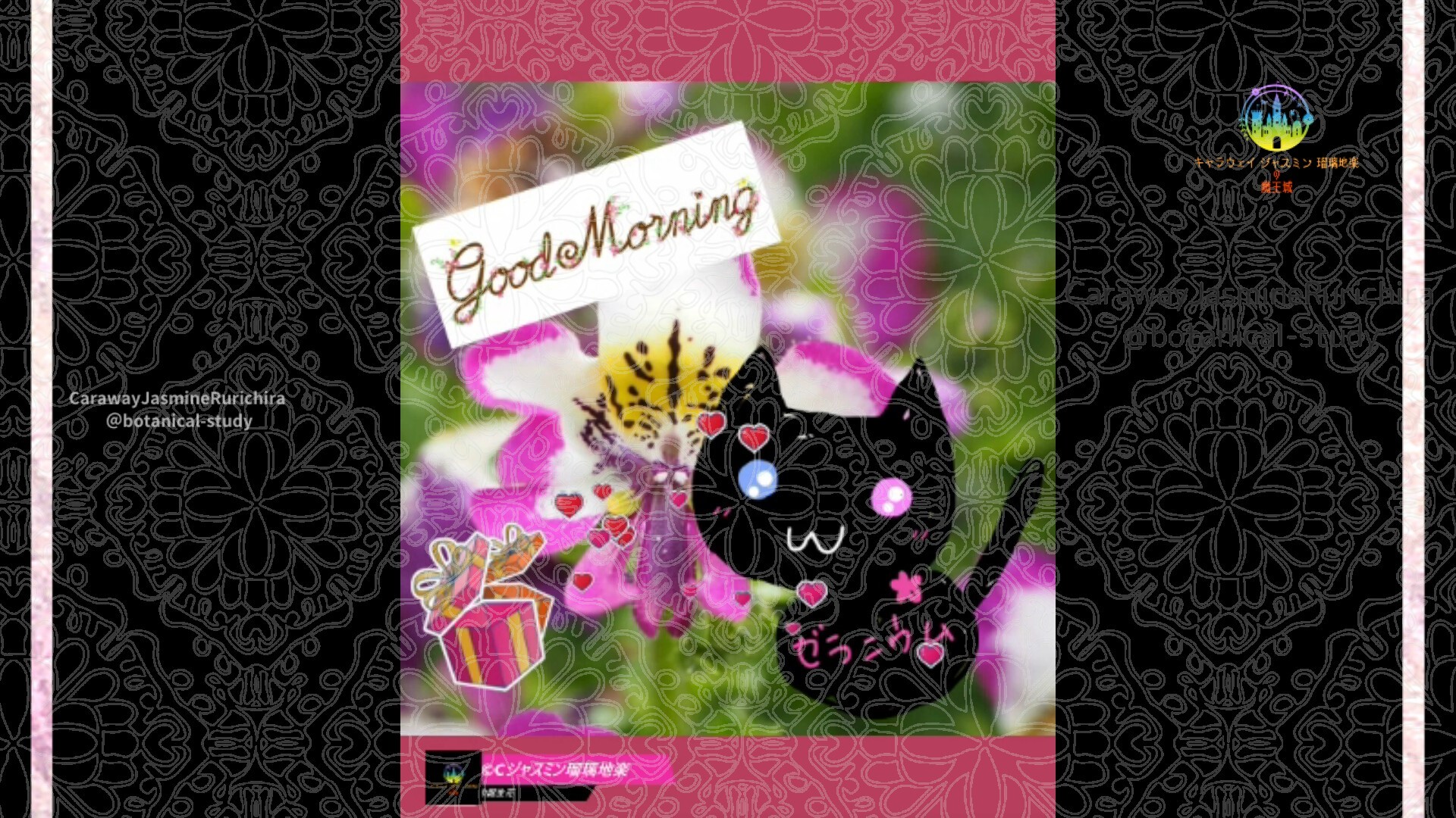 11月2日誕生花シザンサスby Cジャスミン瑠璃地楽 | botanical-study.com