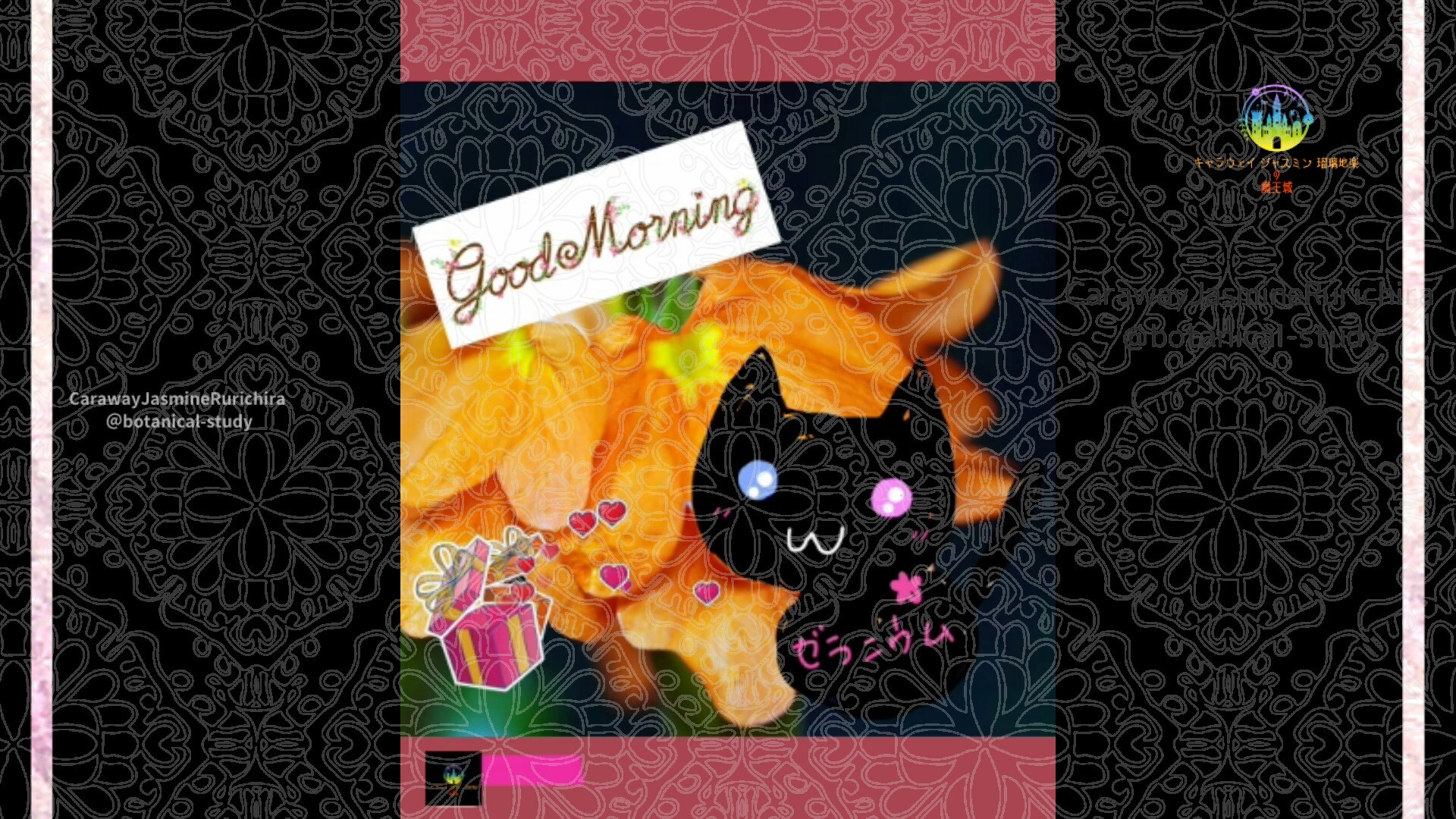 11月4日誕生花クロサンドラby Cジャスミン瑠璃地楽 | botanical-study.com