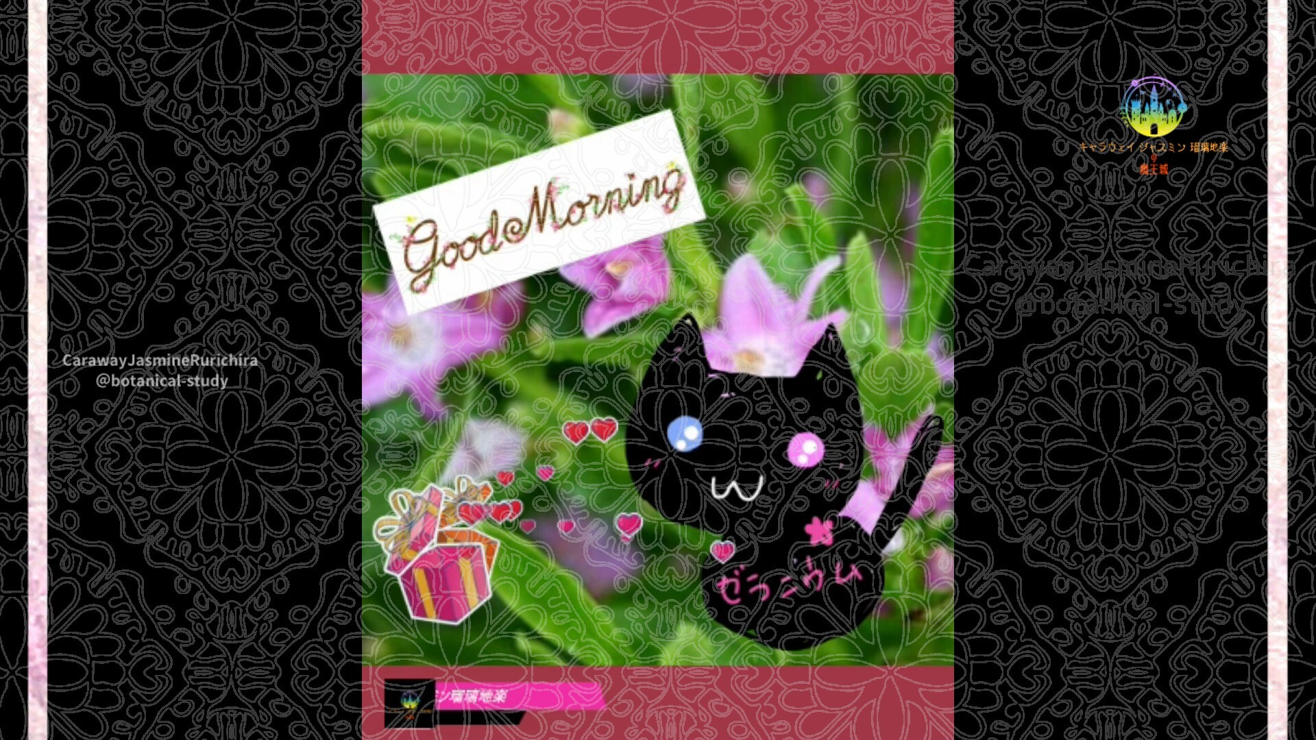 11月5日誕生花サザンクロスby Cジャスミン瑠璃地楽 | botanical-study.com