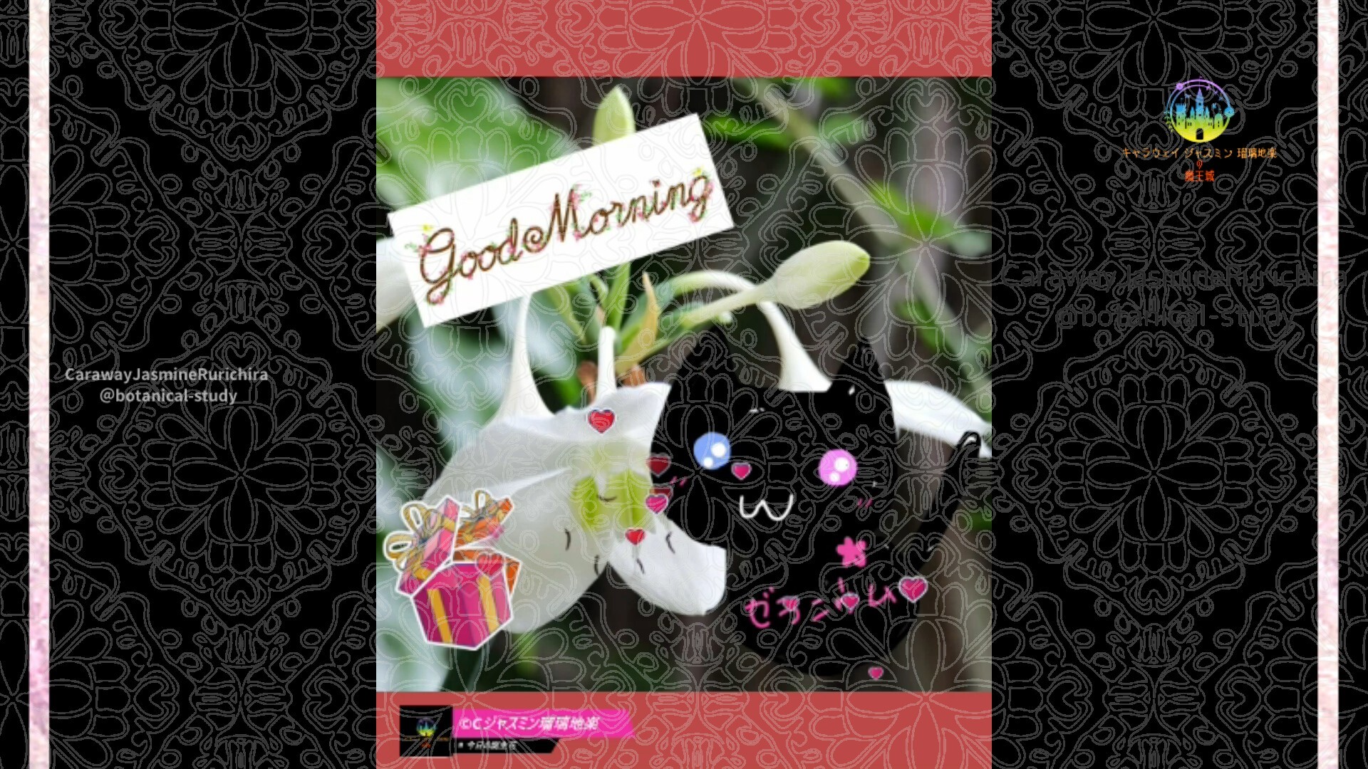 11月10日誕生花アマゾンリリーby Cジャスミン瑠璃地楽 | botanical-study.com