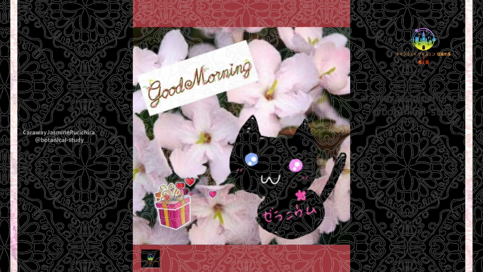 11月7日誕生花ルクリアby Cジャスミン瑠璃地楽 | botanical-study.com