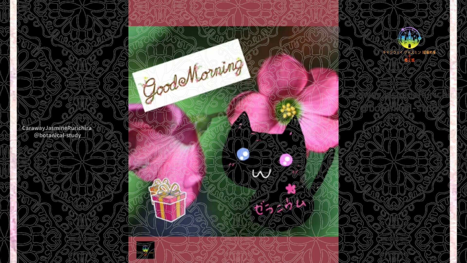 11月21日誕生花オキザリスby Cジャスミン瑠璃地楽 | botanical-study.com