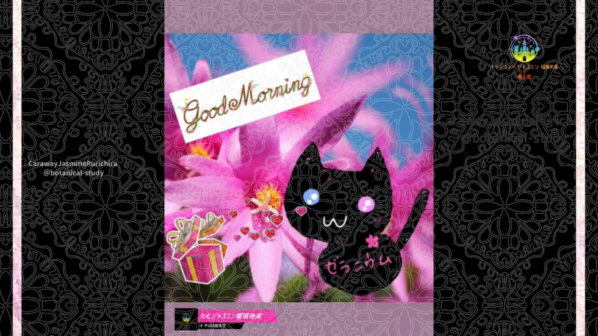 11月26日誕生花シャコバサボテンby Cジャスミン瑠璃地楽 | botanical-study.com