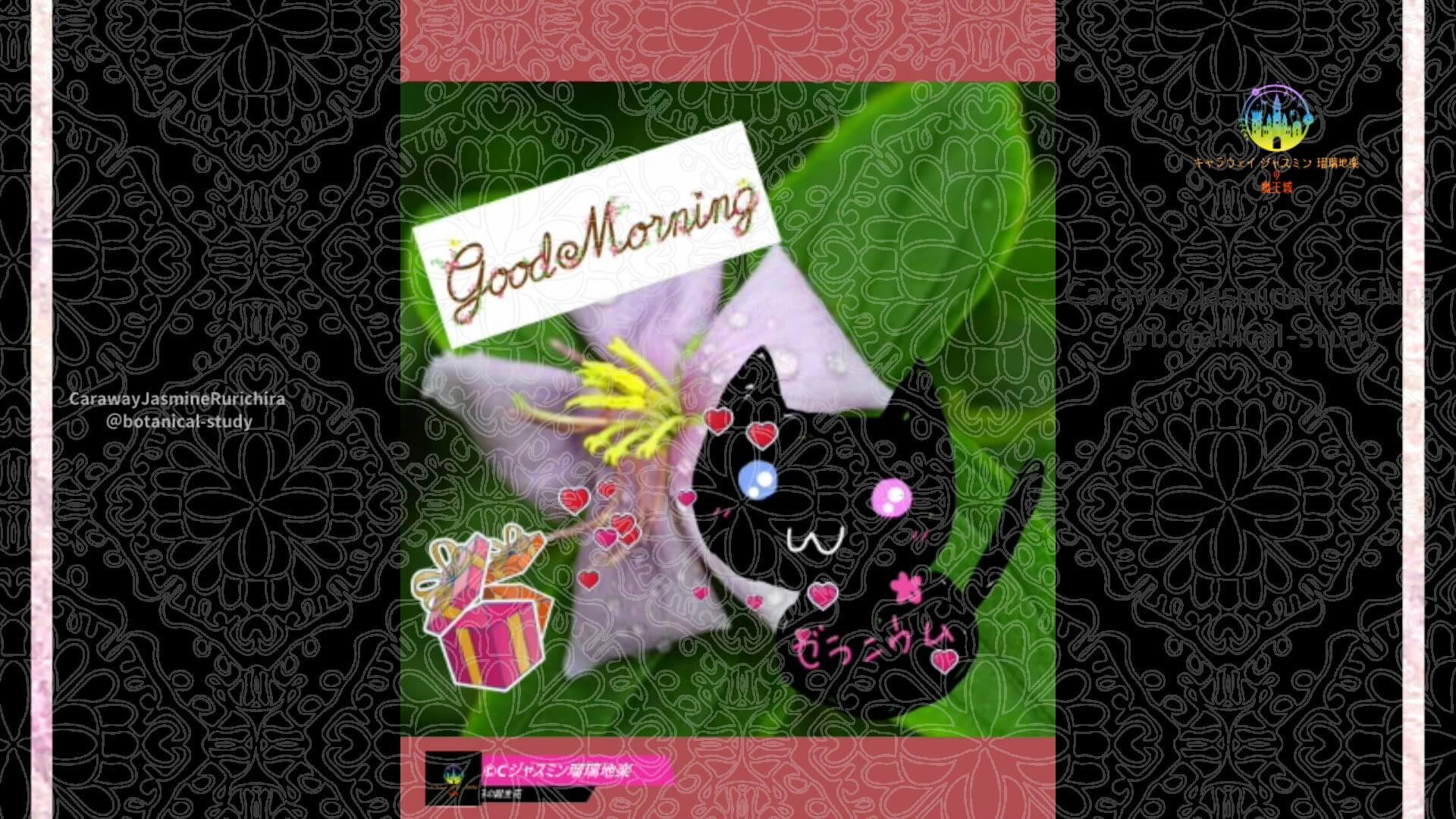 11月12日誕生花ノボタンby Cジャスミン瑠璃地楽 | botanical-study.com