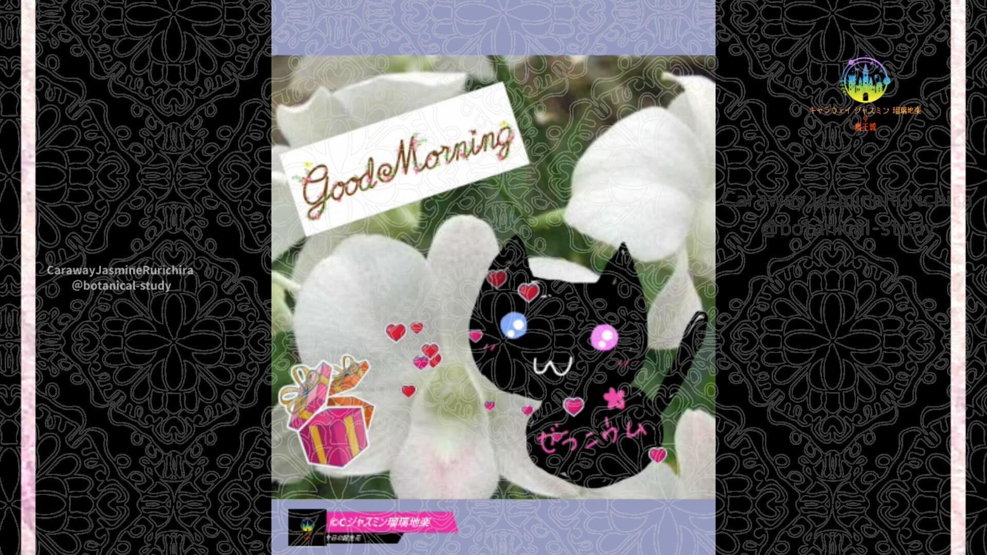 11月27日誕生花デンファレby Cジャスミン瑠璃地楽 | botanical-study.com