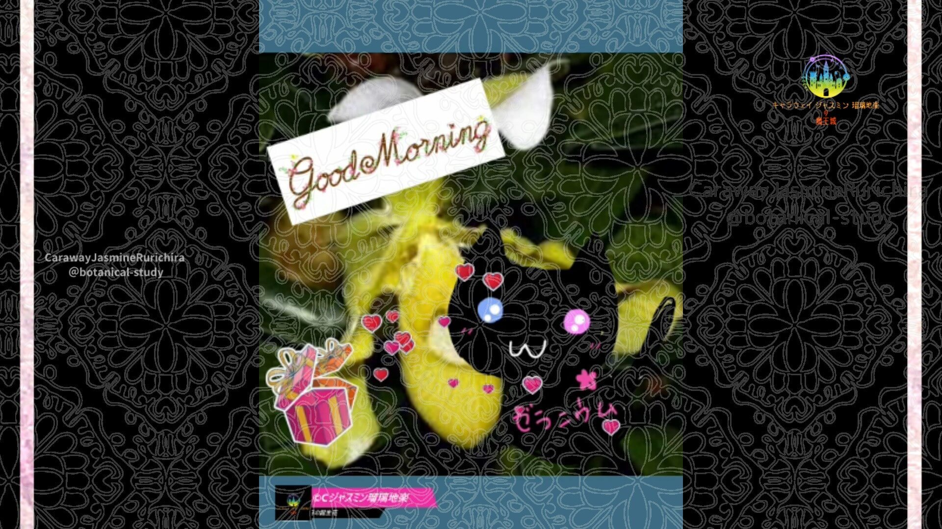 11月30日誕生花パフィオペディルムby Cジャスミン瑠璃地楽 | botanical-study.com