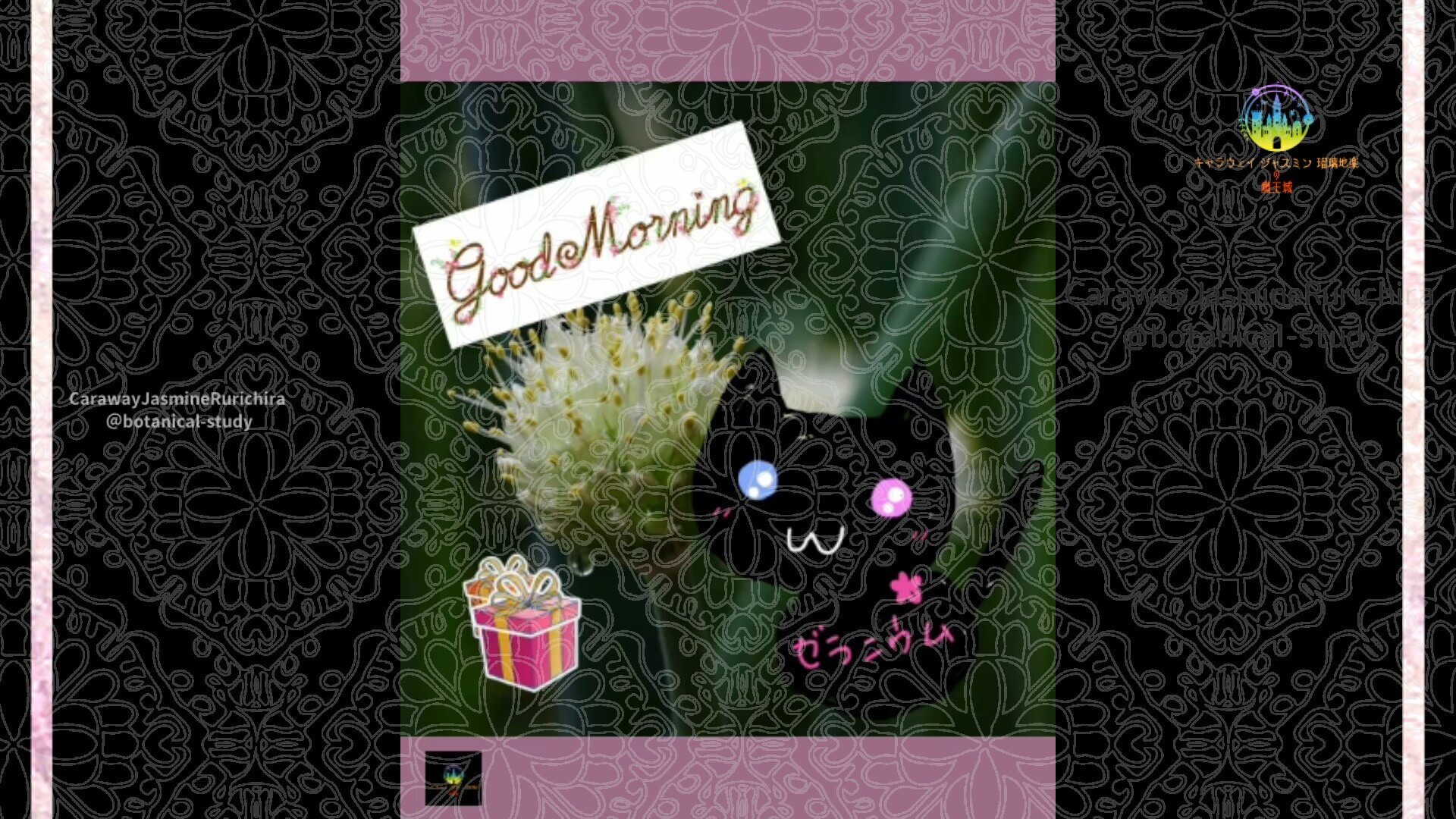 11月23日誕生花ハエマンサスby Cジャスミン瑠璃地楽 | botanical-study.com