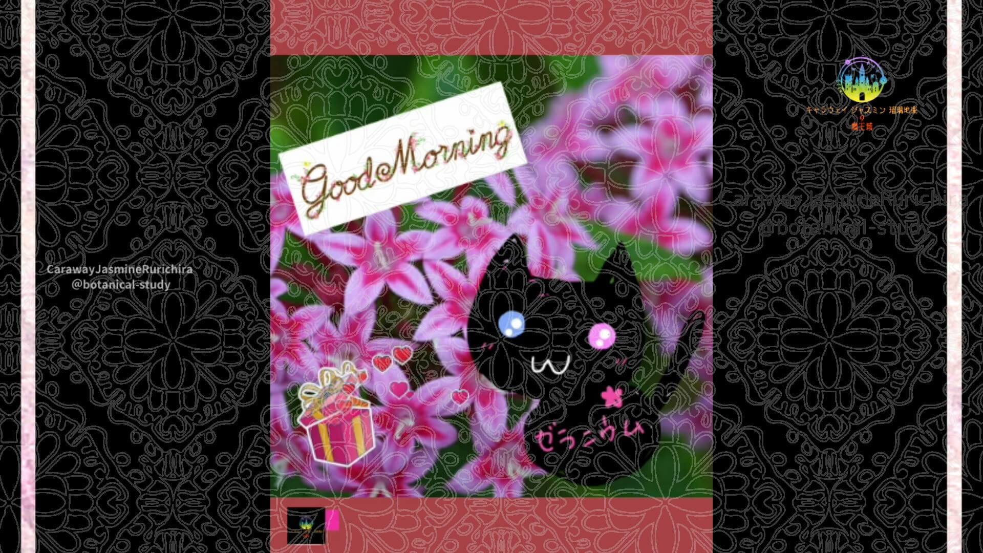 11月17日誕生花ペンタスby Cジャスミン瑠璃地楽 | botanical-study.com