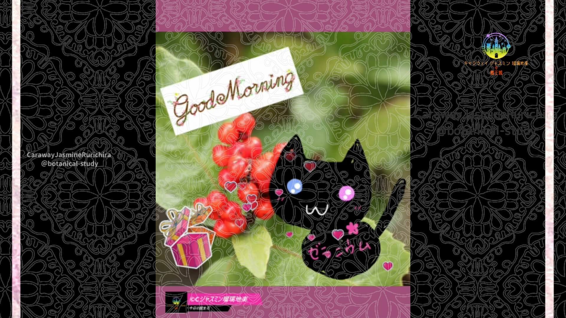 11月13日誕生花センリョウby Cジャスミン瑠璃地楽 | botanical-study.com