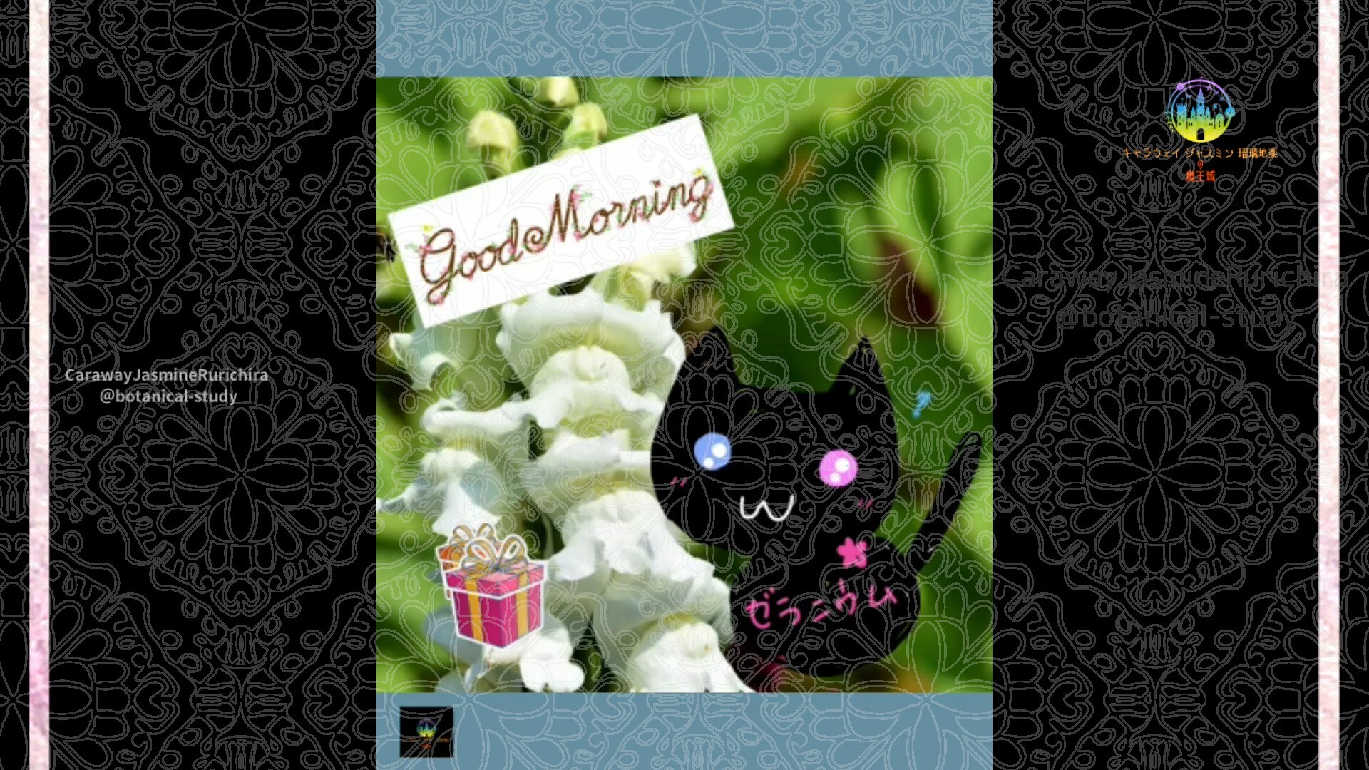 12月2日誕生花キンギョソウ白by Cジャスミン瑠璃地楽 | botanical-study.com