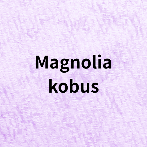 Magnolia kobus Quiz(Herb)＠botanical-study.com
