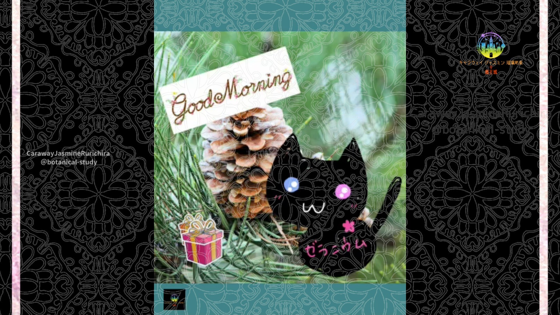 12月14日誕生花マツby Cジャスミン瑠璃地楽 | botanical-study.com