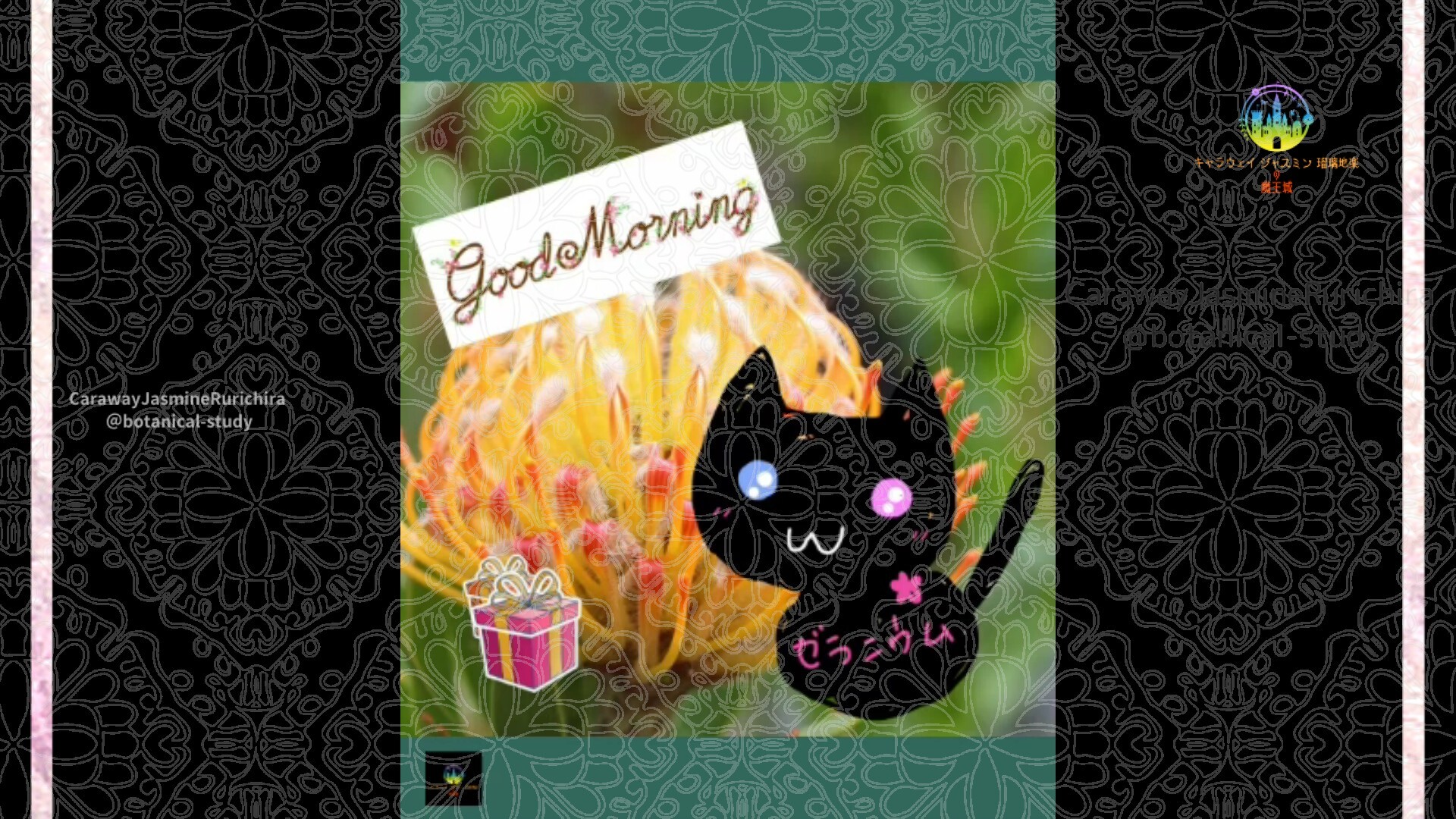 12月13日誕生花ピンクッションby Cジャスミン瑠璃地楽 | botanical-study.com