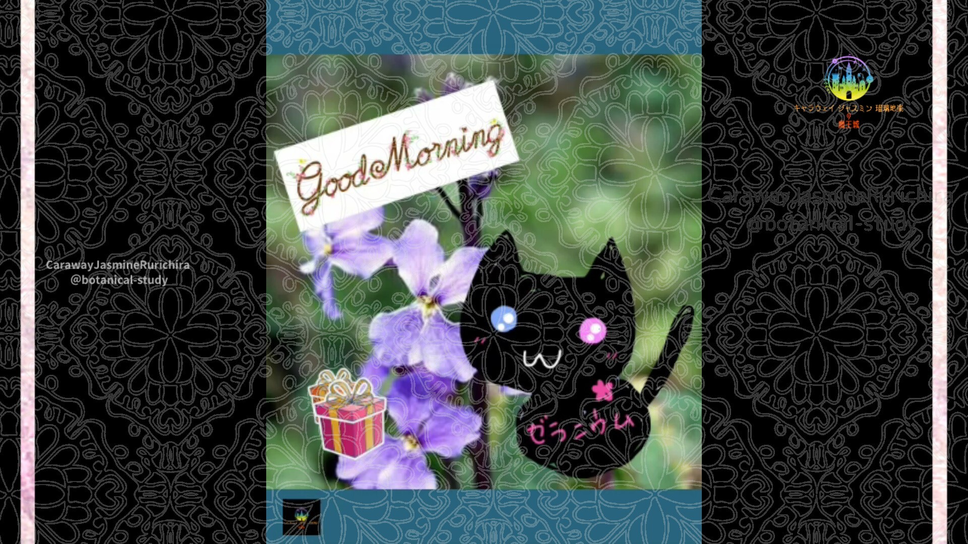 12月12日誕生花ハナダイコンby Cジャスミン瑠璃地楽 | botanical-study.com