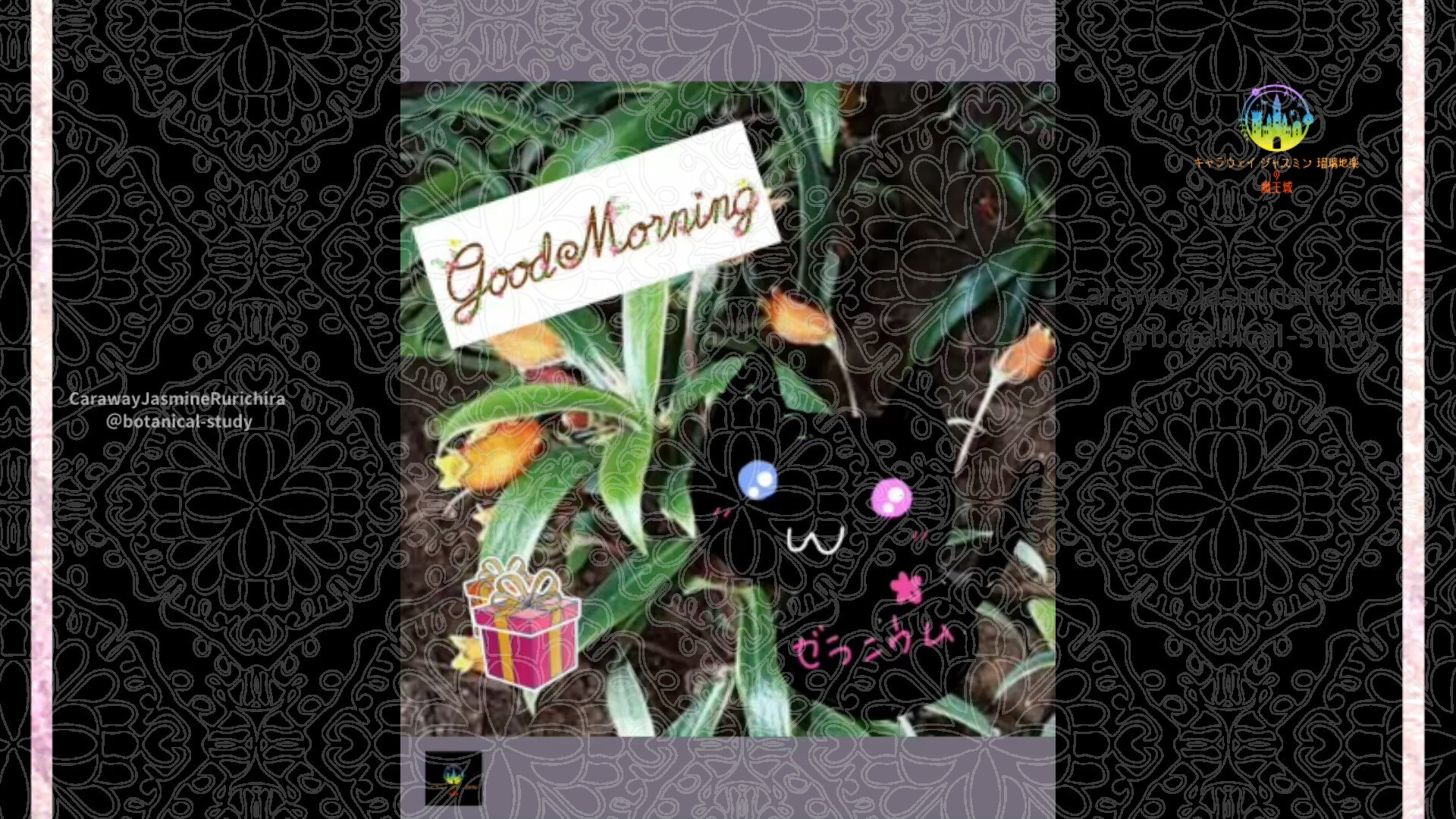 12月17日誕生花シーマニアby Cジャスミン瑠璃地楽 | botanical-study.com