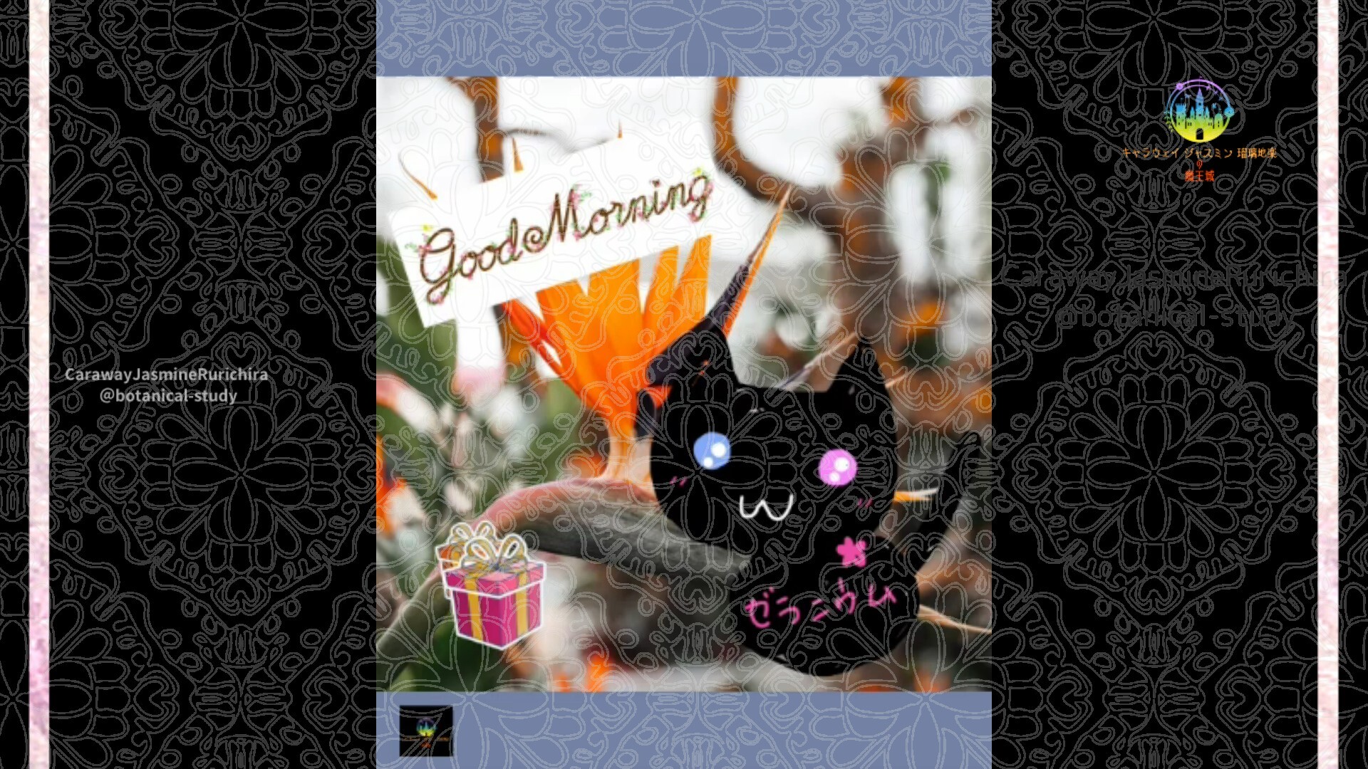 12月16日誕生花ストレリチアby Cジャスミン瑠璃地楽 | botanical-study.com