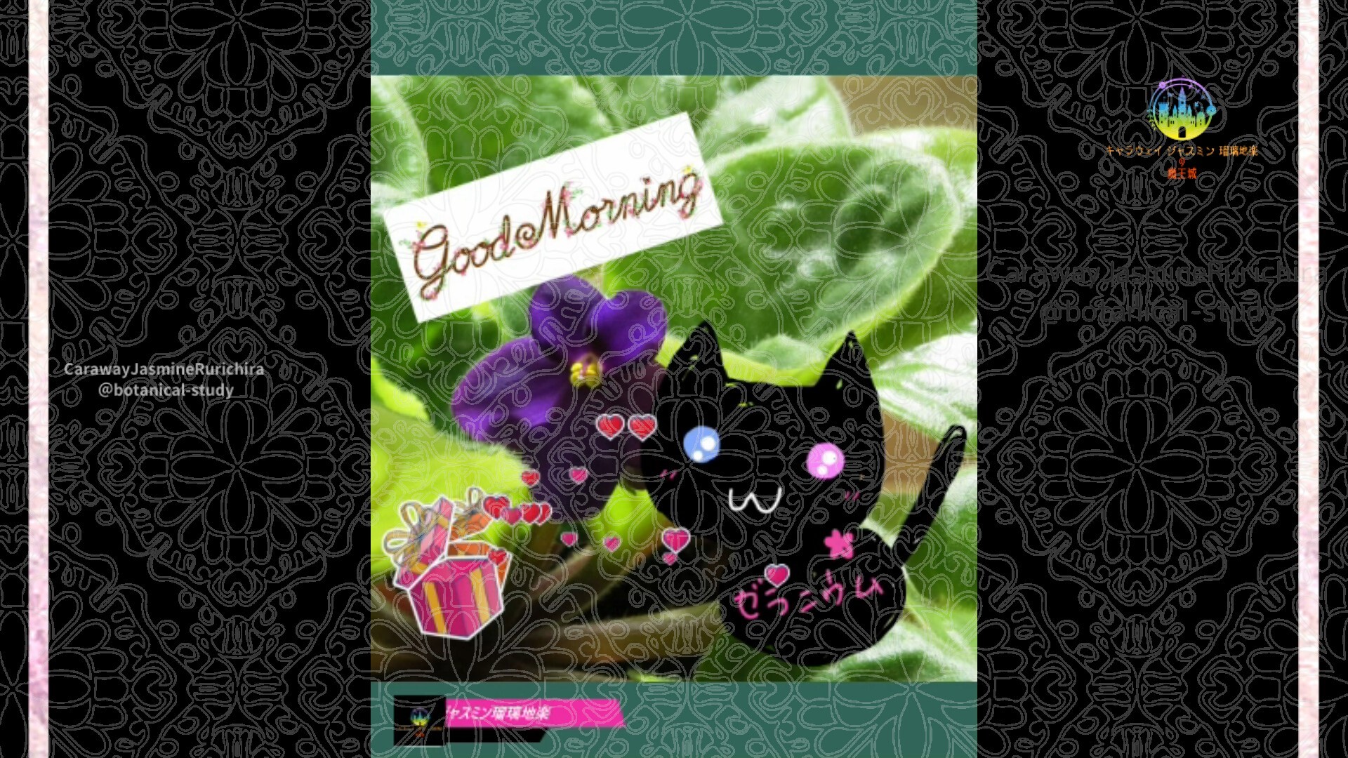 12月22日誕生花セントポーリアby Cジャスミン瑠璃地楽 | botanical-study.com