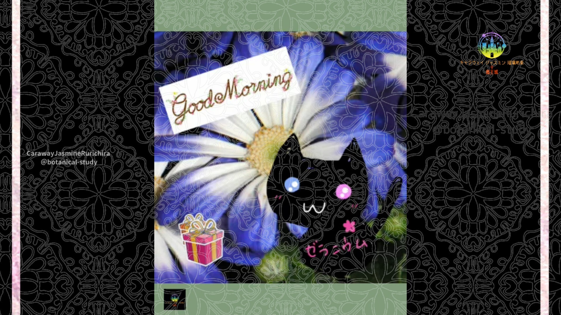 12月23日誕生花サイネリアby Cジャスミン瑠璃地楽 | botanical-study.com