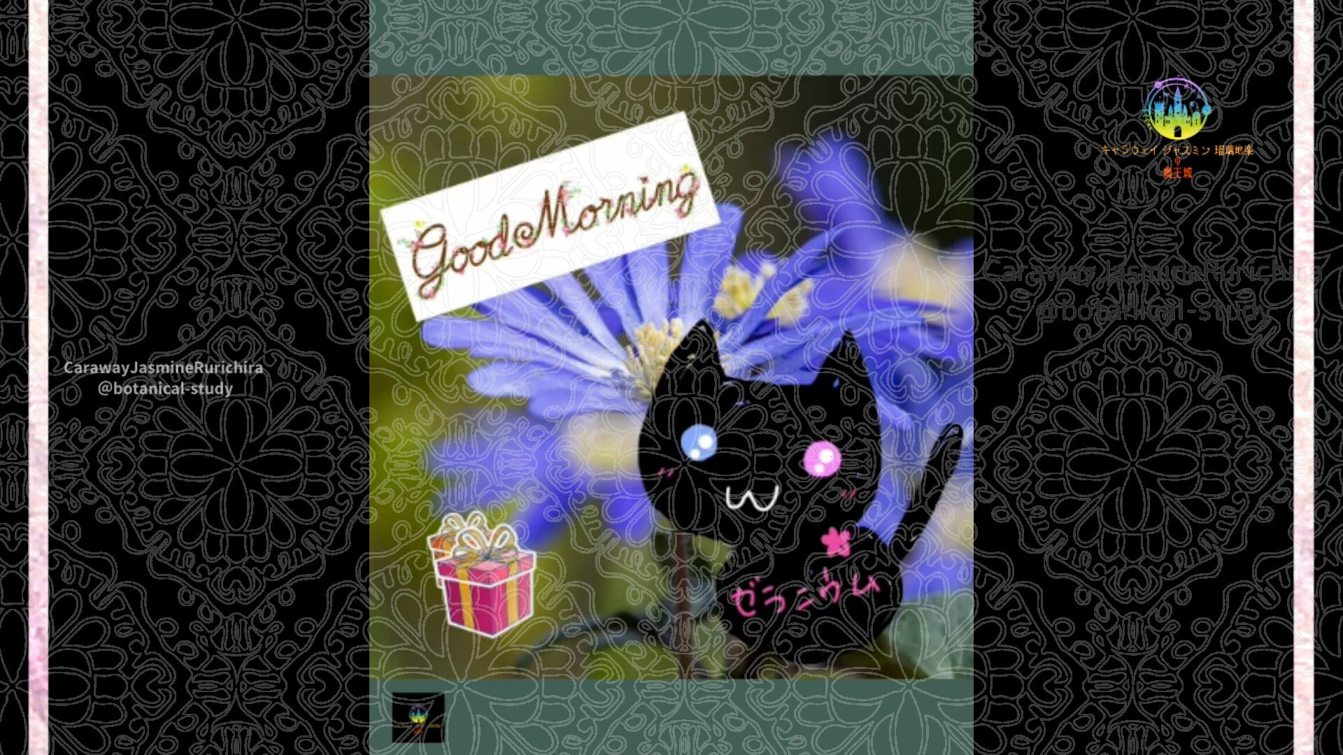 12月25日誕生花ブルーデイジーby Cジャスミン瑠璃地楽 | botanical-study.com