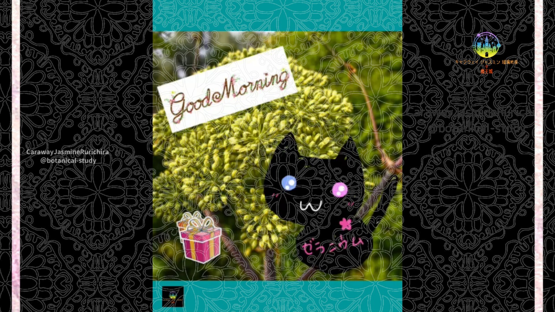 12月28日誕生花アンゼリカby Cジャスミン瑠璃地楽 | botanical-study.com