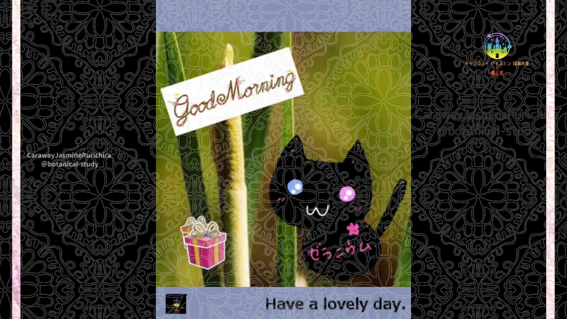 1月23日誕生花ガマby Cジャスミン瑠璃地楽 | botanical-study.com